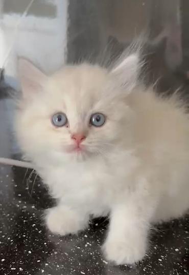Qızıl şinşilla, Erkək, Yaxşı əllərə, Ünvandan götürmə, Ödənişli çatdırılma