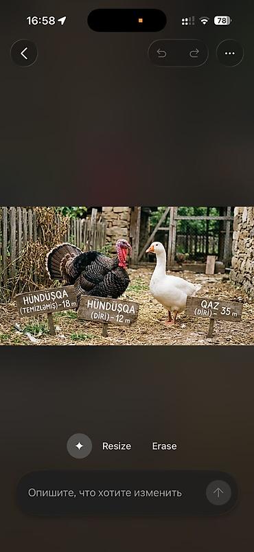 turac qusu qiyməti: Təbii kənd məhsulları: toyuq, hinduşqa, qaz və yumurta satışı — 3