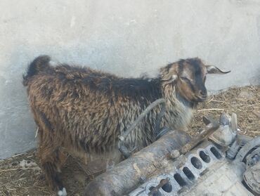 cins inekler azerbaycanda: Erkək, il: 1