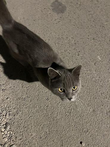 кошка британская вислоухая: Найдена : Британская короткошёрстная — 2