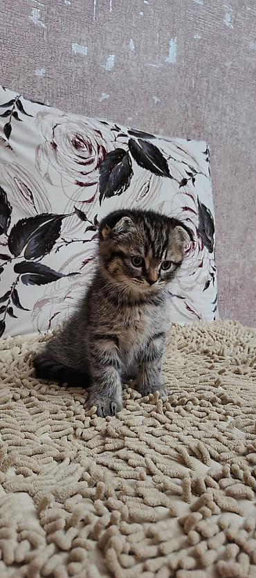 Кошки: Самец, Самка, В добрые руки, Платная доставка, Бесплатная доставка, Доставка в районы — 5