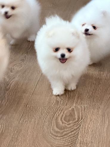 İtlər: Şpitz, 2 ay — 4