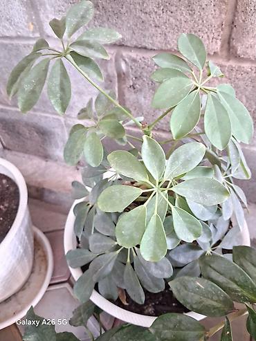 Комнатные растения в горшках: - Шефлера (Schefflera arboricola) lalafo.kg да — 1 Комнатные растения в горшках: - Шефлера (Schefflera arboricola) — 1