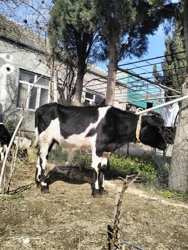 simmental ineklerin satisi: Dişi, il: 1, Südlük, Ünvandan götürmə