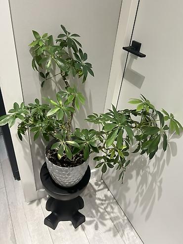 Драцены и Сансевиерии: Адаптированные пересаженные в горшках. Сансеvierия (Sansevieria — 4