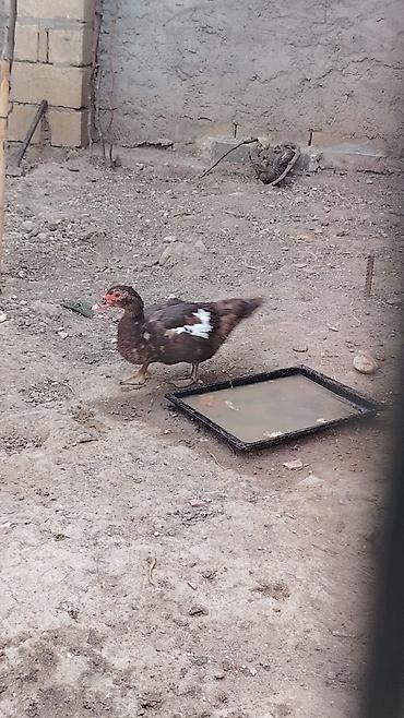 qara toyuq quşu: 🐔 Satılır – Yumurtayan Sağlam Kənd Toyuqları 🥚 Tam sağlam, aktiv və — 3