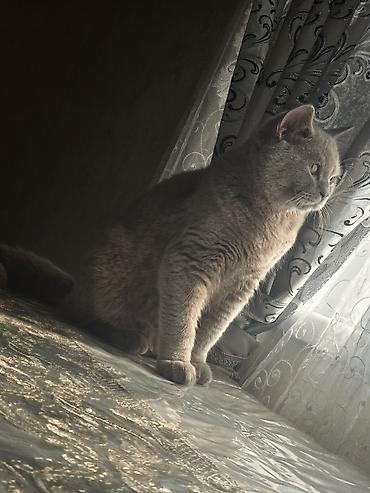 Pişiklər: Britan, Erkək, Cütləşmə üçün -da lalafo.az — 6 Pişiklər: Britan, Erkək, Cütləşmə üçün — 6