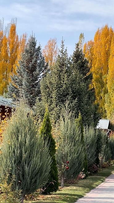 Иссык-Куль 2026: Коттедж, КОТТЕДЖ ЦО Радуга West, Кош-Кол, Детская площадка, Охраняемая территория, Бассейн — 21