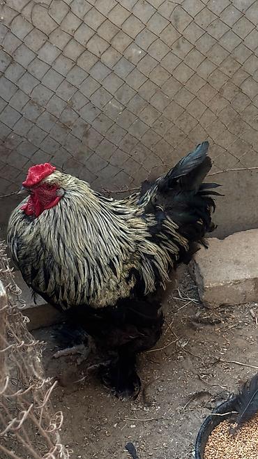 brahma: Brama təmiz qan bramadı istıyən olsa vpyada yaza bilər 055 -311-65-58 — 2