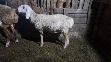 дом для котов: Продаю | Баран (самец) | На забой