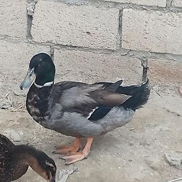 pitbull balaları: Zümrüd ayın 2si çıxmış balalar 10 manat və 3 aylığ zümrüd 25 manat — 2
