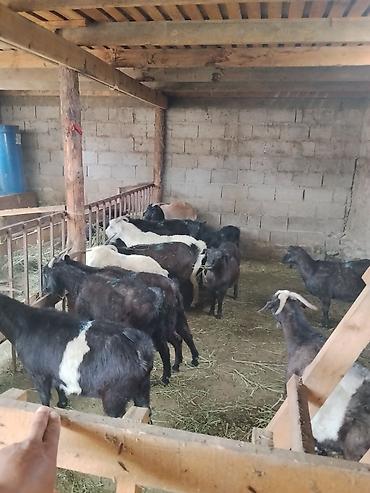 агро магазин ош: Продаю | Коза (самка) — 4