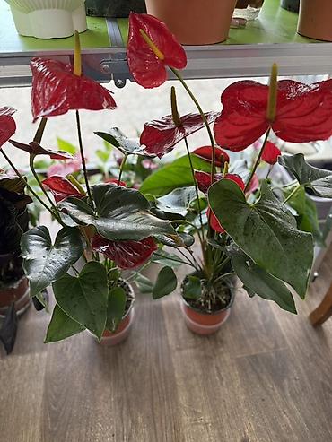 Антуриумы: Антуриум (Anthurium) в горшке - Компактный куст с плотными глянцевыми — 12