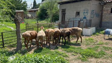 объявления о животных: Продаю 5 маток и 1 козу кочкора, за 100000 отдам 
Село Манас