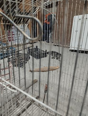 goyercin hini: Metall quş qəfəsi dovşan tutuquşu göyərçin qəfəs - Material: möhkəm — 3