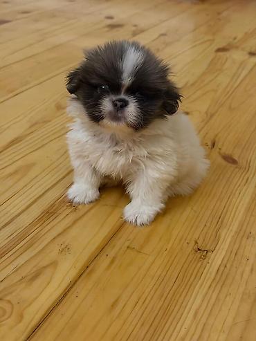 İtlər: Pekines, 2 ay, Peyvəndli, Ünvandan götürmə, Pulsuz çatdırılma, Ödənişli çatdırılma — 3