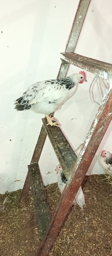 Toyuqlar: Toyuq, Broyler, Ətlik — 14