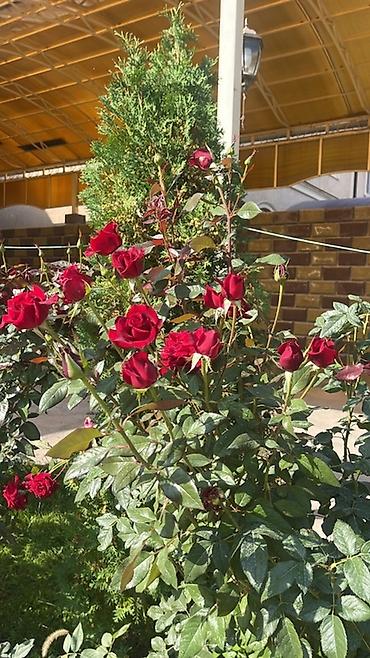 Долгосрочная аренда домов: 400 м², 6 комнат, Теплый пол, Бронированные двери, Евроремонт — 12