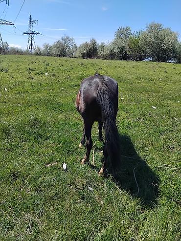 Лошади, кони: Продаю | Кобыла (самка) | Рабочий — 7
