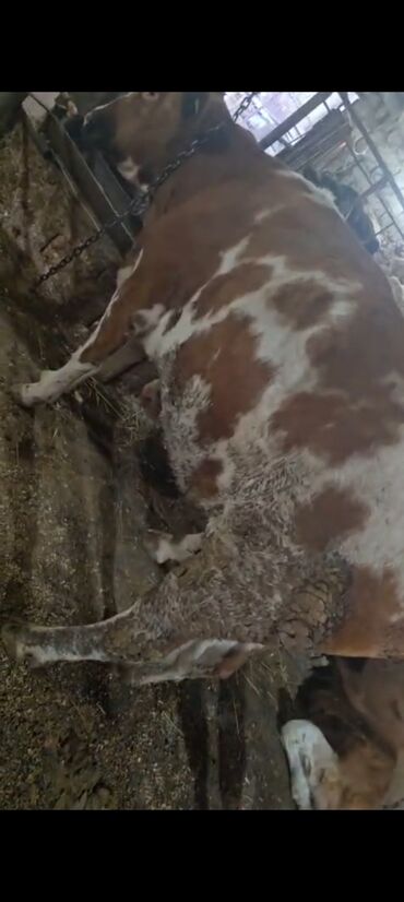 Inəklər, öküzlər: Salam aleykum super 2 dene iney diler cüt 6400 diyilir razılaşmaq olar — 15