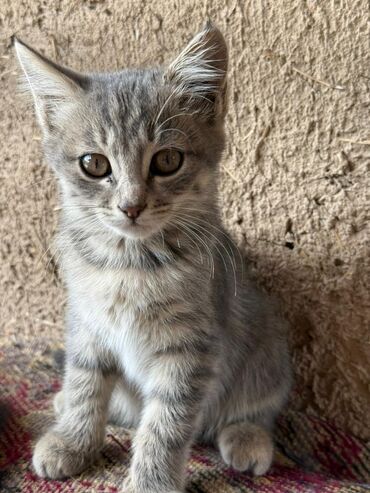 дом для кота: Котята домашние, короткошёрстные. Описание: - Возраст: примерно 2–4
