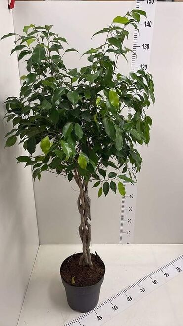 Fikus: Pleteni bendzamim 145 cm