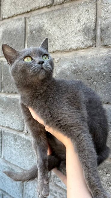 аквариумные раки: 3 жаш, Ургаачы, Аргын, Лотокко барууга үйрөтүлгөн, Курттардан тазаланган