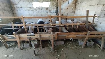 овец: Продаю | Овца (самка) | На забой | Матка — 6