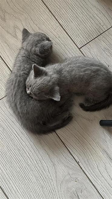 хайленд страйт: Шотландские котята, однотонный серый (blue) окрас. Короткошёрстные — 1