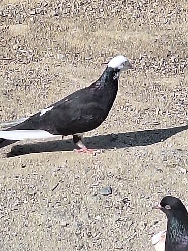 qusxana: Cins: Dekorativ/uyuq güvercin (başlıq ağ papaqlı, bədən tünd) Rəng — 3