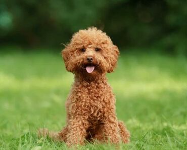 it qovan: Pudel, 9 ay, Erkek