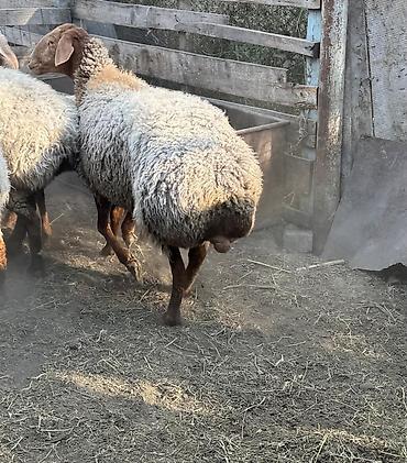 Баранина: Продаю | Овца (самка) | На забой, Для разведения | Ярка — 2