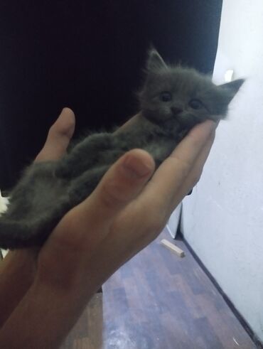 сибирская черно белая кошка: Кошка даром: Русская голубая, 3 месяца, Мальчик, Метис, Приучена к лотку