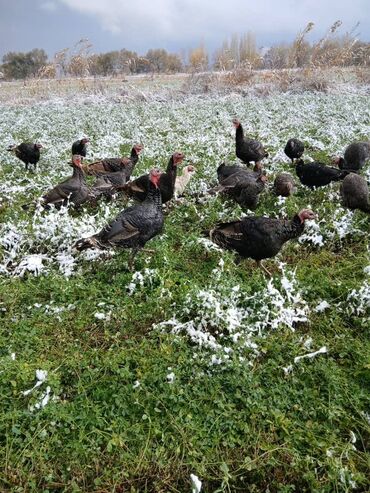 показы 1 354 72 договорная кошка даром британская короткошёрстная 1 год мальчик метис 2 позвонить написать: Продаю | Индюшата | Для разведения