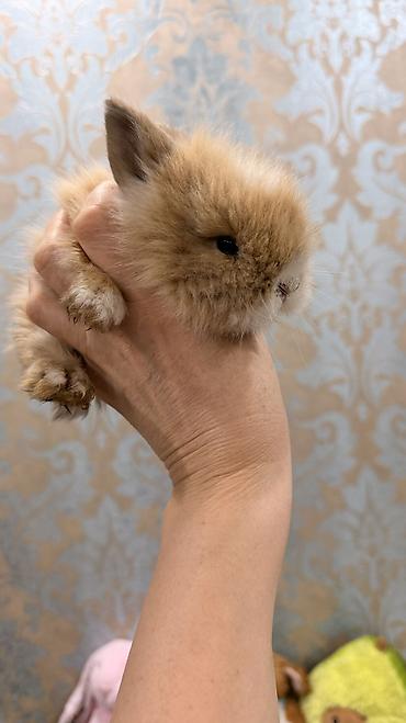 белый кролик: 🐰 Декоративные крольчата породы «Львиная голова» 🐰 Милота, в которую — 5