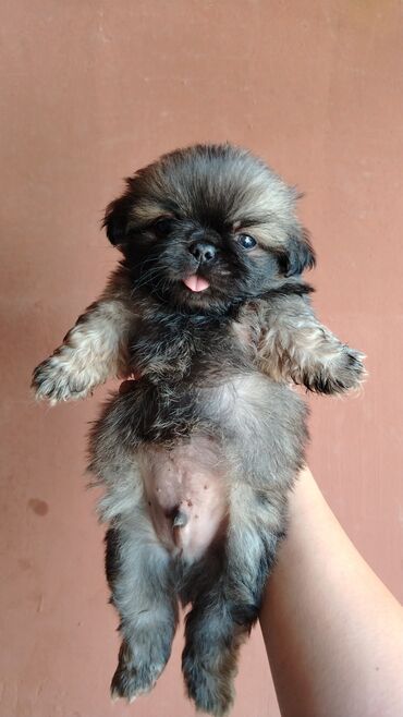 cins ineklerin satisi 2018: Pekines, 2 ay, Erkek, Ünvandan götürmə, Ödənişli çatdırılma