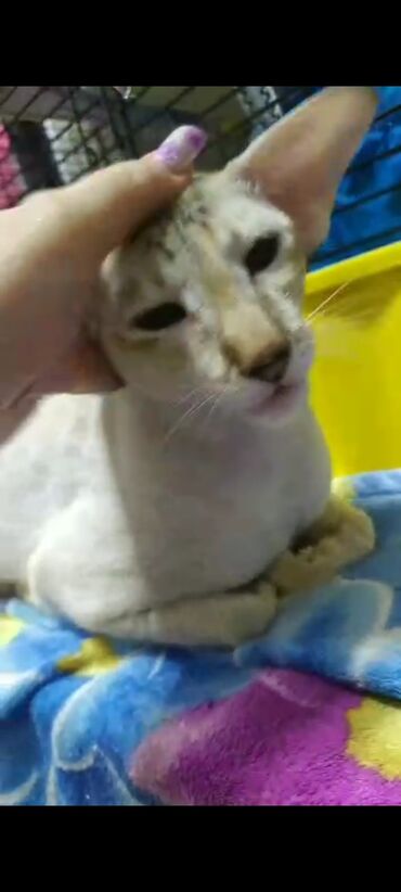 Продажа кошек: Ориентальная, 2 года, Девочка, Белый, Кастрирована, Приучена к лотку, Проглистована — 12