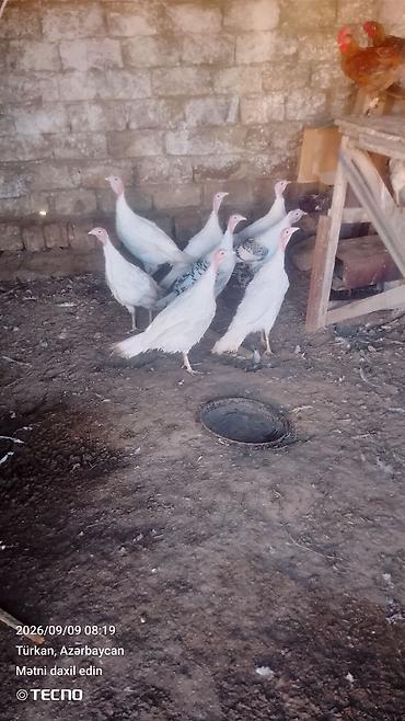 hinduşka yumurtası satışı: Məhsul: Hind quşları (Türki) - Rəng ag bir cut disi 6 ayliq - Say — 2