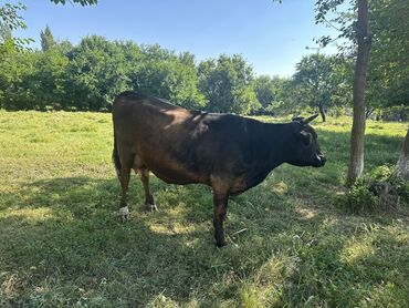 животные корова: Продаю | Корова (самка) | Голштин, Алатауская | Для молока
