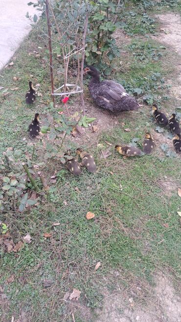 Ördəklər: Dişi, | Lal ördək, Macar, Damazlıq, Pulsuz çatdırılma — 11