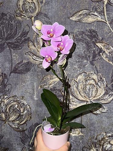 Орхидеи: Орхидея оптом и в розницу принимаем корпоративные заказы !!! Г at lalafo.kg — 18 Орхидеи: Орхидея оптом и в розницу принимаем корпоративные заказы !!! Г — 18