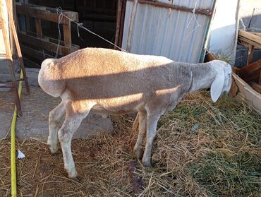 индюк сокулук: Сатам | Кочкор (эркек), Козу | Арашан | Көбөйтүү үчүн | Асыл тукумдуу