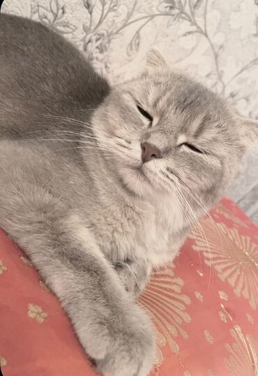 Продажа кошек: Шотландская вислоухая кошка (Scottish Fold) - Окрас: серебристый