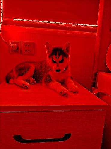 İtlər: Xaski — 2