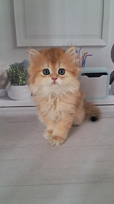 котятя: Британская короткошёрстная, 2 месяца, Девочка, Золотая шиншилла — 7