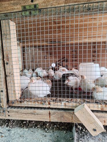 Toyuqlar: Toyuq, Damazlıq, Ünvandan götürmə — 9