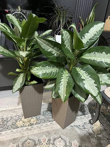 Аглаонемы: Аглаонема (Aglaonema) с вариегатной листвой — крупные — 1
