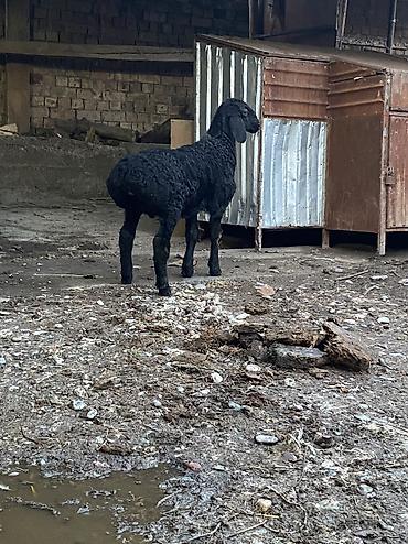 Баран, овца: Продаю | Баран (самец) | Арашан | Для разведения | Осеменитель — 5