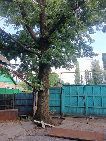 туя смаракт: Черенки деревьев: Дубы