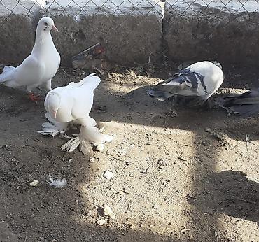 göyərçin satışı: Iri lelekli kekilli quslar satilir hamisi ebresden — 7